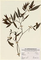 藏品(五月茶屬)的圖片